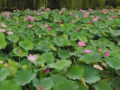 -莲花池公园