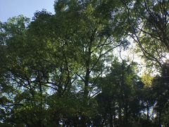 -峨眉山报国寺