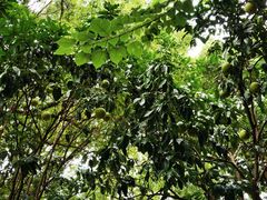 -参差咖啡(水果湖公园店)