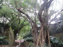 -九龙公园