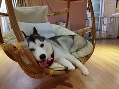 -Husky Go! 哈士奇体验馆·宠物咖啡厅狗咖