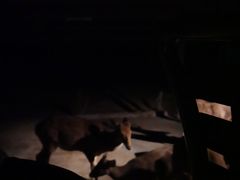 -清迈夜间动物园