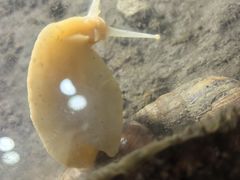 -上海大自然野生昆虫馆(东方明珠·爬宠昆虫探索中心)