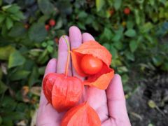 -马白开来特色羊排揪片子  (总店)