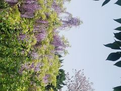 -嘉定紫藤园