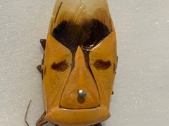 -上海昆虫博物馆