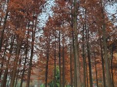 -重庆彩云湖湿地公园