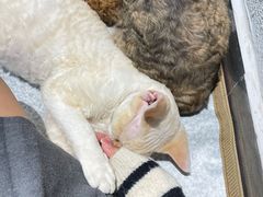 -琪喵猫屋·撸猫猫咖·猫舍