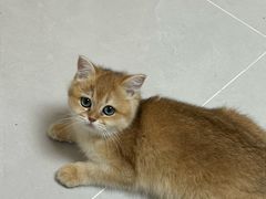 -东方名猫馆·英短金渐层布偶猫舍(环线广场1号楼店)