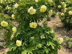 -曹州百花园