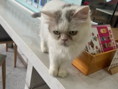 -喵园·猫主题咖啡厅·撸猫·猫咖(国贸店)