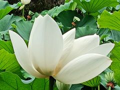 -桂湖森林公园