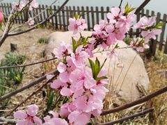 -天津东丽湖风景区