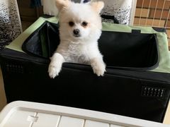 -趣玩宠物乐园寄养训犬训狗游泳池