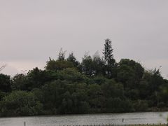 -华侨城湿地公园