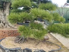 -龙大花卉苗木市场