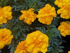 -老江南春·中国龙菜(衡山路店)