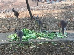 -清迈夜间动物园