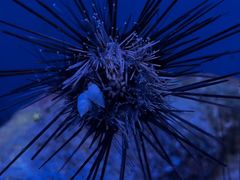 -上海海洋水族馆