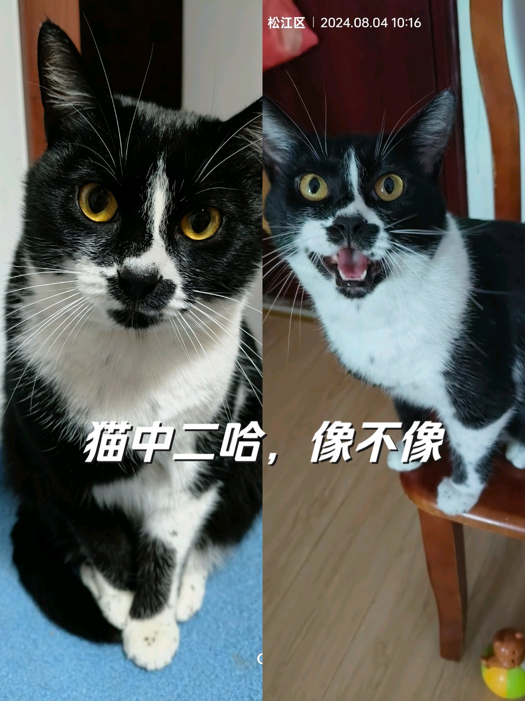 二哈mono猫弄图片