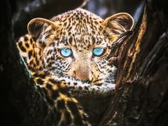 -罗红摄影艺术馆