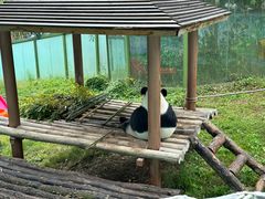 -栾川竹海野生动物园