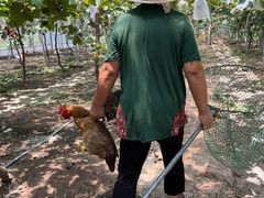 -马陆小张葡萄园农家乐