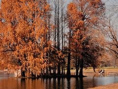 -上海共青森林公园