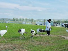 -盐城丹顶鹤湿地生态旅游区