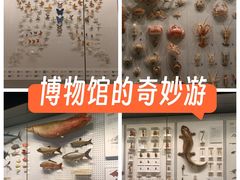 -四川大学博物馆