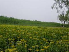 -西青郊野公园