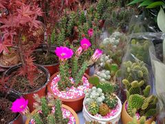 -秦美花卉(天朗·莱茵小城2期店)