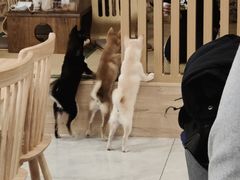 -柴犬小屋·柴餐厅·狗咖食堂(金鼎广场店)