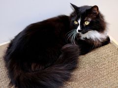 -有猫主题·治愈系猫咖(曾厝垵店)