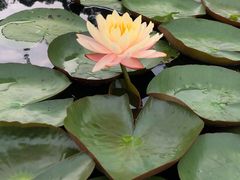 -华南国家植物园-售票处