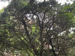 -八大关景区