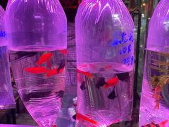 -中环花鸟鱼虫市场