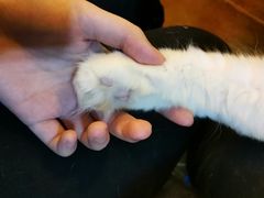 -李小姐の猫咖啡馆(五角场店)