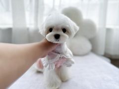 -鑫艺宠物美容培训学校