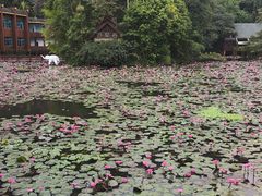 -野象谷景区