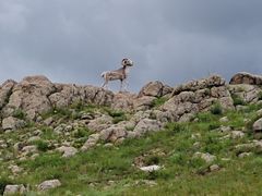-乌里雅斯太山
