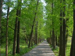 -上海滨江森林公园