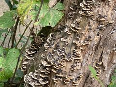 -韶山毛泽东同志故居