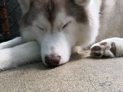 -TrueLove @ Neverland (Husky Cafe)