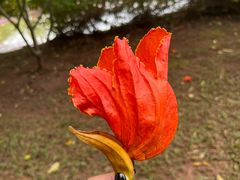 -中国科学院西双版纳热带植物园