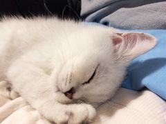 -猫大福·Fortune Cat猫舍(百子湾店)