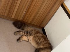 -御宝贝·A梦猫科宠物医院(国际猫友好医院)