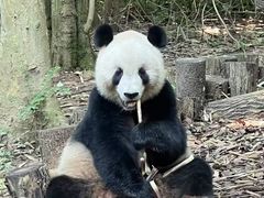 -成都动物园