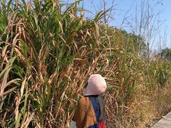 -三垟湿地