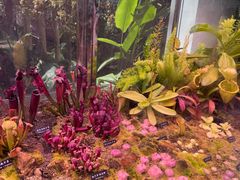 -中国科学院西双版纳热带植物园